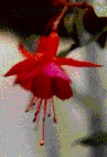 fuchsia1.gif (6608 bytes)